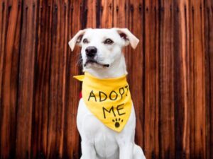 10 Dog Adoption Tips: Advice From a Vet