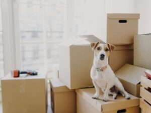 The Essentials of Pet Relocation