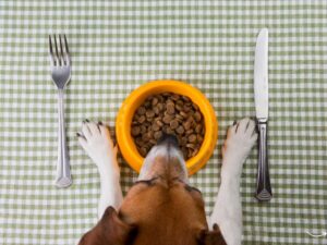 The Ultimate Guide to Raw Pet Food: Benefits, Tips, and FAQs