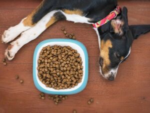 Fromm Pet Food: A Comprehensive Guide