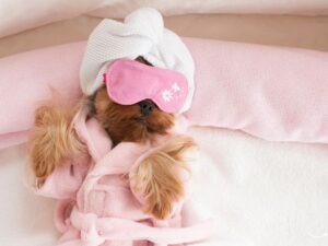 Royal Pet Grooming: Pamper Your Pet Like Royalty