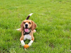 Carmel Pet Wellness Clinic: Your Partner in Pet Health