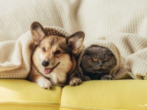 Unlocking Opportunities: A Comprehensive Guide to Buying a Pet Business for Sale