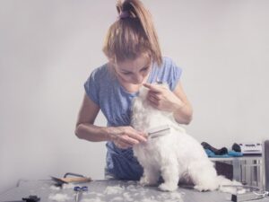 Spaw Pet Grooming: A Comprehensive Guide to Pampering Your Pet