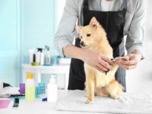 The Art of Pet Grooming: A Comprehensive Guide to Keeping Your Pet Happy and Healthy
