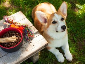 Pet Friendly Hotels: A Guide for Stress-Free Travel with your furry Companions