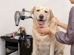 Riverside Animal Shelter: Providing a Lifeline for Pets in Need