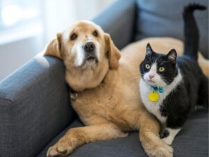 Finding the Perfect Pet Sitter: A Guide to Peace of Mind for Pet Owners
