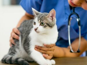 Animal Emergency Hospital: A Lifesaver for Your Furry Friends