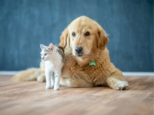 Animal Shelter: A Safe Haven for Animals in Need
