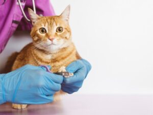 Pet Care While on Vacation: Ensuring Your Furry Friend Stays Happy and Safe