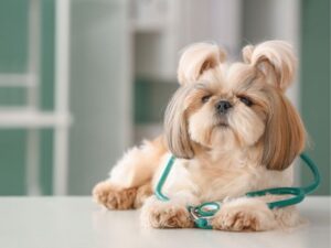 Cranberry Holistic Pet Care: A Natural Approach to Furry Wellness