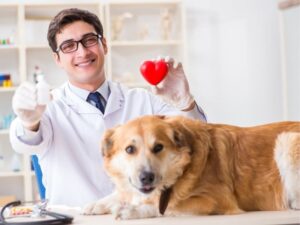 Greener Grass, Happier Tails: The Ultimate Guide to Pet Safe Lawn Care
