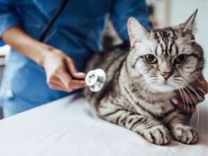 Arvada Animal Urgent Care: Ensuring Your Pet’s Health in Critical Moments