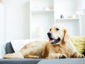 Pet Dander: What It Is and Why It Makes You Itch