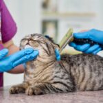 Cat grooming