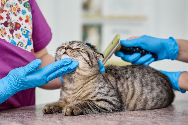 Cat grooming