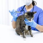 gut health in cats