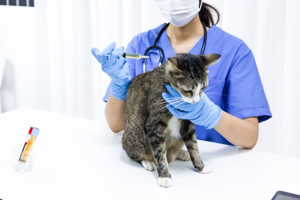 gut health in cats