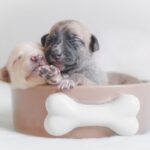 Best food for diabetic dogs