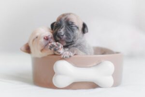 Best Food for Diabetic Dogs – Complete Guide for Pet Owners