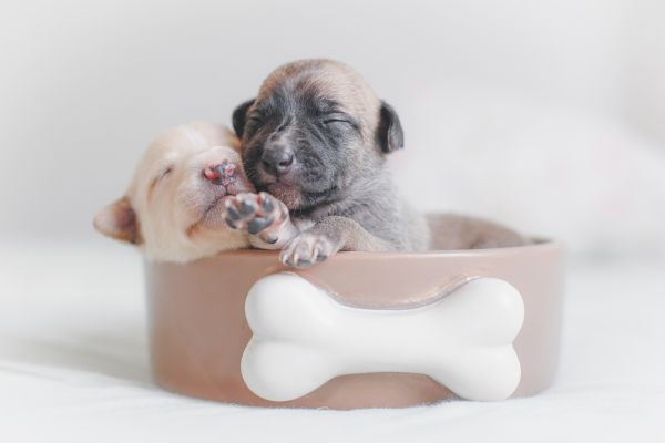 Best food for diabetic dogs
