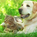 Pet food storage tips