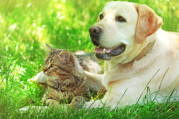 Pet food storage tips