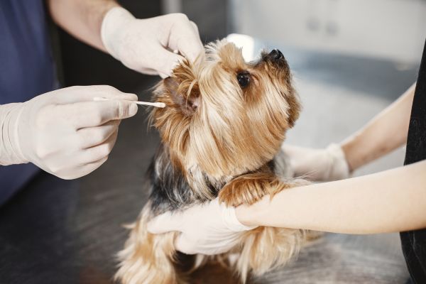 what can i clean my dogs ears with