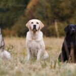 best dog breeds for seniors
