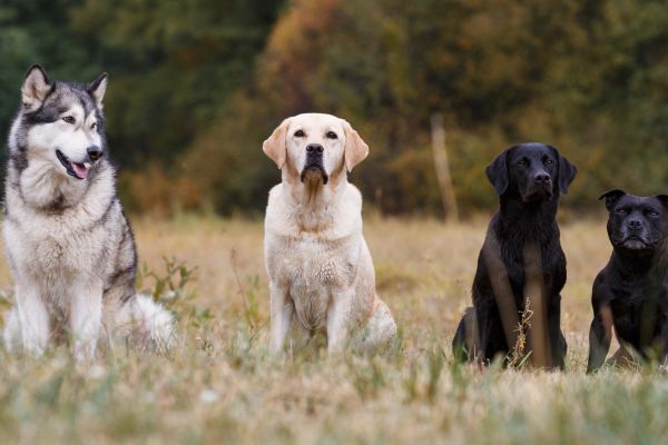 best dog breeds for seniors