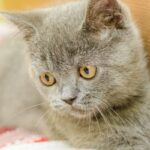 short-haired cat breeds