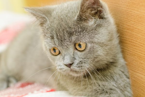short-haired cat breeds