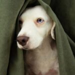 separation anxiety in pets