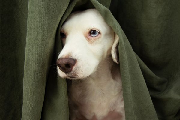 separation anxiety in pets