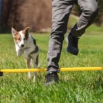 training a reactive dog