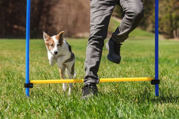 training a reactive dog