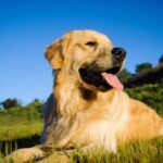 Pet-friendly hiking trails