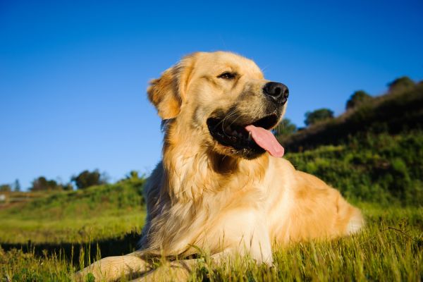 Pet-friendly hiking trails