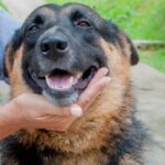 legal aspects of pet adoption