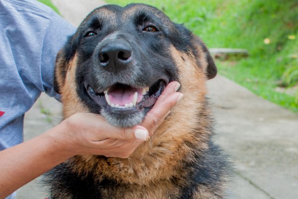 legal aspects of pet adoption