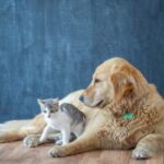 top pet rescue organizations