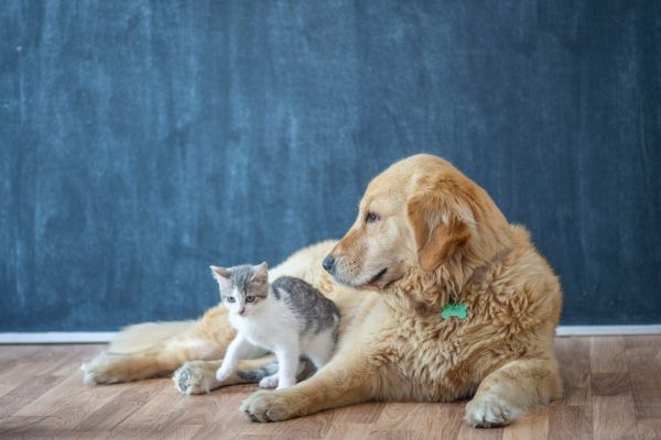 top pet rescue organizations