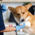 low cost veterinary clinics