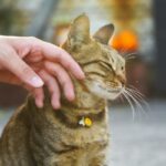 top exotic pets for apartments