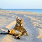 unique exotic pets for small spaces