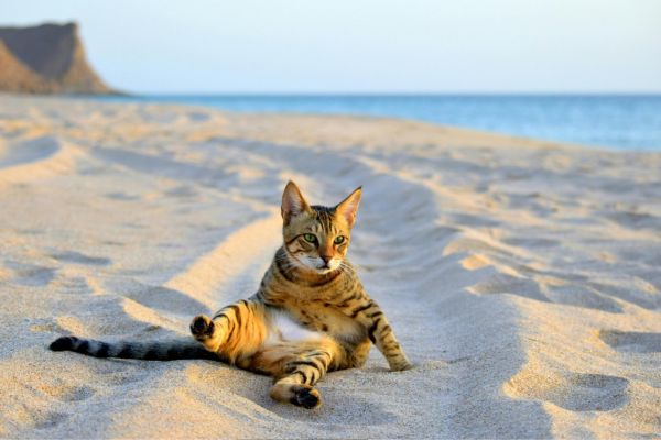 unique exotic pets for small spaces