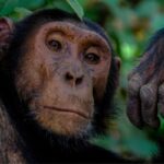 Save endangered species