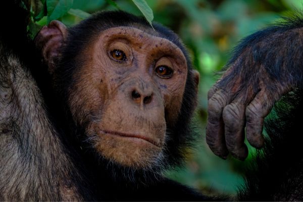 Save endangered species