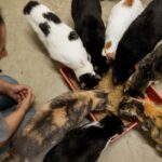 how to help animal rescue organizations